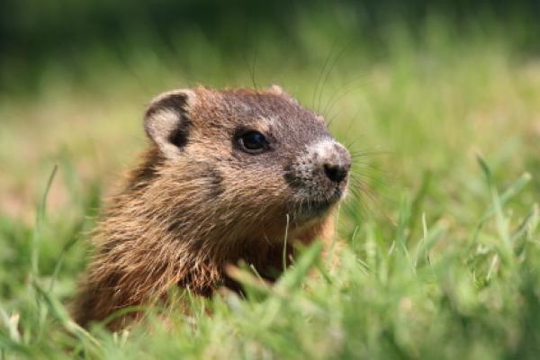 History of Groundhog Day