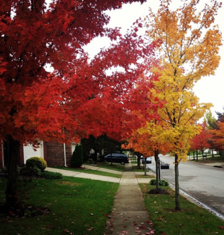 Leaves are beginning to take on the red and orange colors as we head into the Fall season.