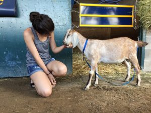 Horse and Goat: An Unlikely Friendship