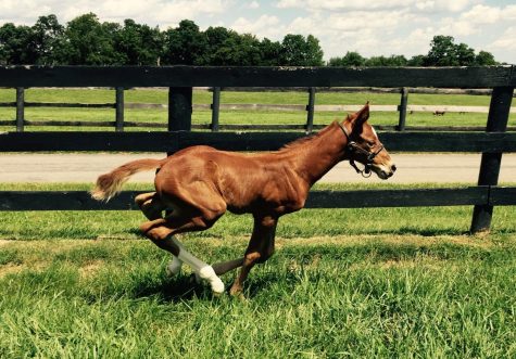 How the Bluegrass Became a Hotspot for Horse Racing