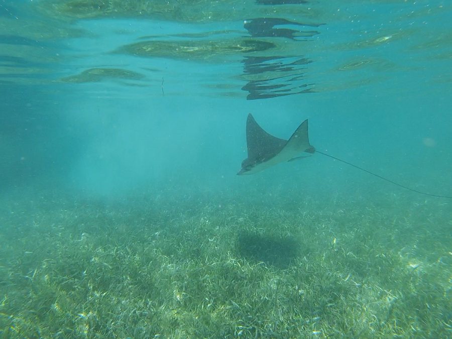 A sting ray swims through the blue waters in Belize. 