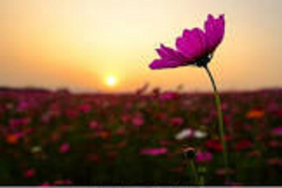 Flower in the sunset amongst a field of flowers.