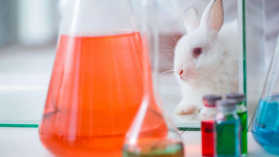 A rabbit in a science lab.