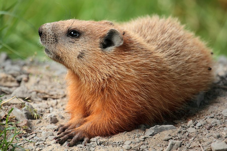 The History of Groundhog Day