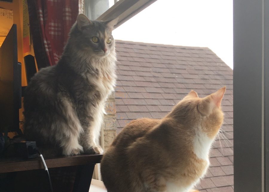 Minnow and Nova stare out the window, stuck inside like the rest of my family.