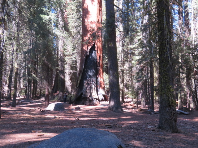 I+took+this+picture+of+fire+damage+on+a+Sequoia+Tree+when+I+visited+Sequoia+National+Park+in+2017.