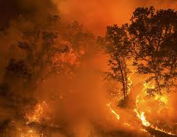 Wildfires in California During 2020