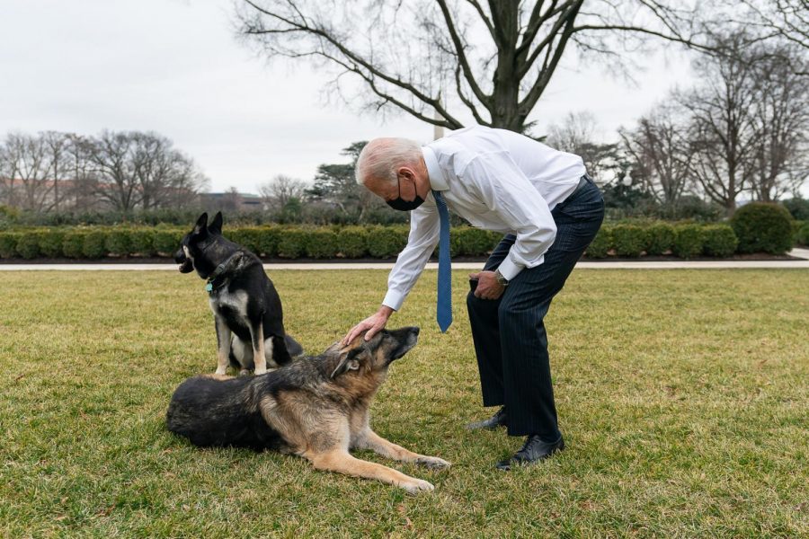 President Joe Biden greets his dogs Champ and Major in the Rose Garden of the White House. 