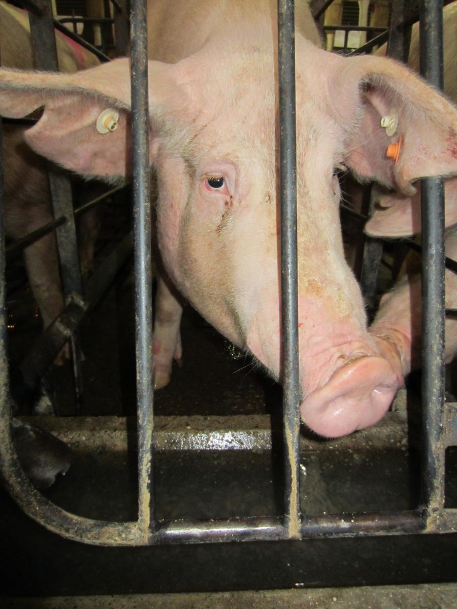 Animal Cruelty in the U.S.