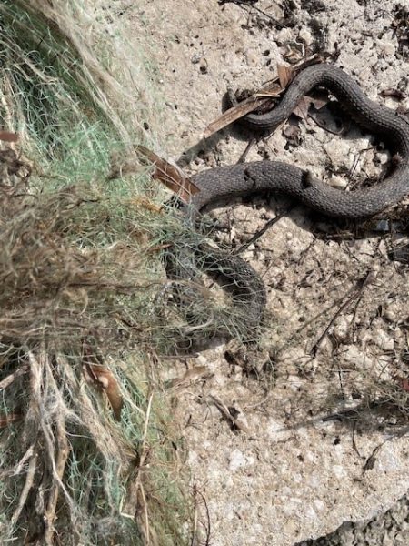 The snake after it was freed by the class.
